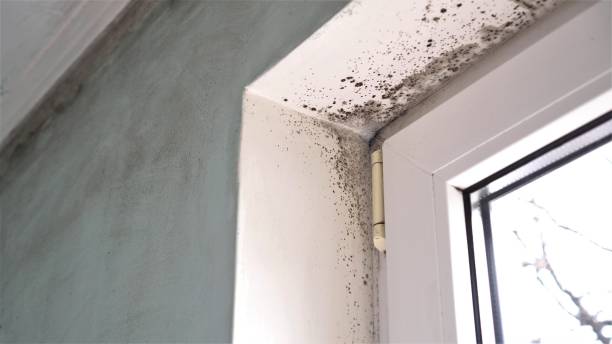 Best Local Mold Removal Service  in Mustang, OK