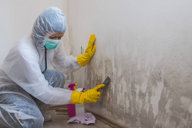 Best Mold Remediation Experts  in Mustang, OK