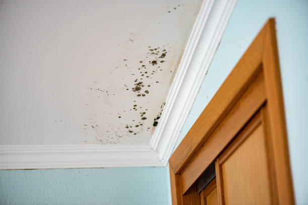 Best Mold Removal Specialists  in Mustang, OK