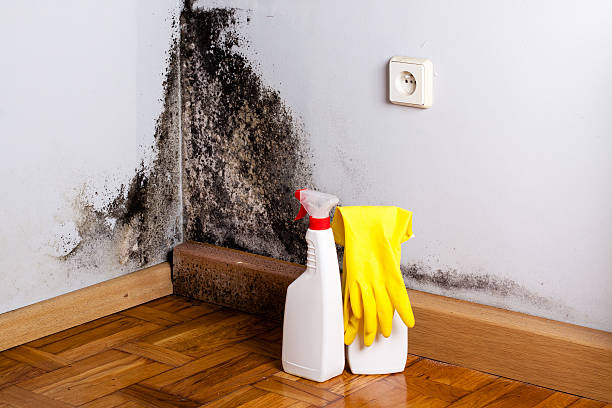 Mustang, OK Mold Removal Company