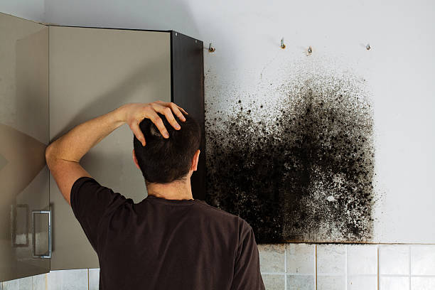 Best Affordable Mold Removal  in Mustang, OK