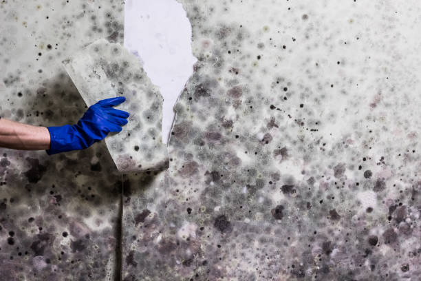Best Attic Mold Removal  in Mustang, OK